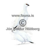  Rock Ptarmigan - Lagopus mutus - otherbirds - Tetraonidae