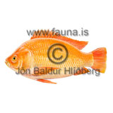 Red Tilapia - Oreochromis "hybrid" - Perch-likes - Perciformes