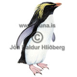Rockhopper penguin - Eudyptes chrysocome - otherbirds - Velji subcategory