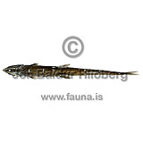 Schnackenbecks Searsid - Sagamichthys schnakenbecki - otherfish - Osmeriformes