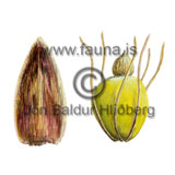Vatnsnl - Eleocharis palustris - annargrodur - Starartt