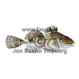Long-spined Bullhead - Taurulus bubalis - rockfishscorpionfishes - Scorpaeniformes