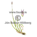 Timothy Grass - Phleum pratense - otherplants - Poaceae