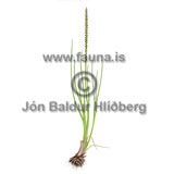 Sea Arrowgrass - Triglochin maritima - otherplants - juncaginaceae