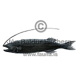 Whipnose - Gigantactis vanhoeffeni - anglerfishes - Lophiiformes
