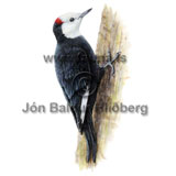 White-headed Woodpecker - Picoides albolarvatus - otherbirds - Velji subcategory