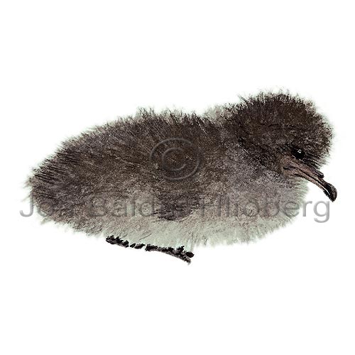 Manx Shearwater - Puffinus puffinus - otherbirds - Procellariidae