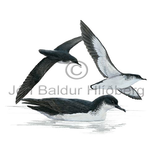 Manx Shearwater - Puffinus puffinus - otherbirds - Procellariidae