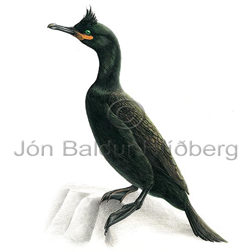 Shag - Phalacrocorax aristotelis - otherbirds - Phalacrocoracidae