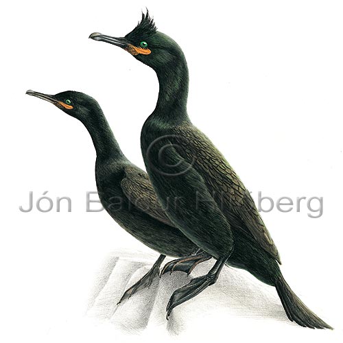 Toppskarfur - Phalacrocorax aristotelis - adrirfuglar - Skarfatt