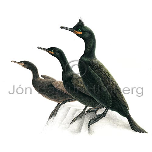 Shag - Phalacrocorax aristotelis - otherbirds - Phalacrocoracidae