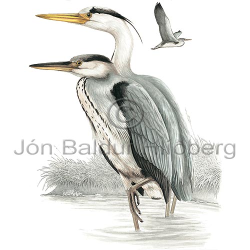 Grhegri - Ardea cinerea - adrirfuglar - Hegratt