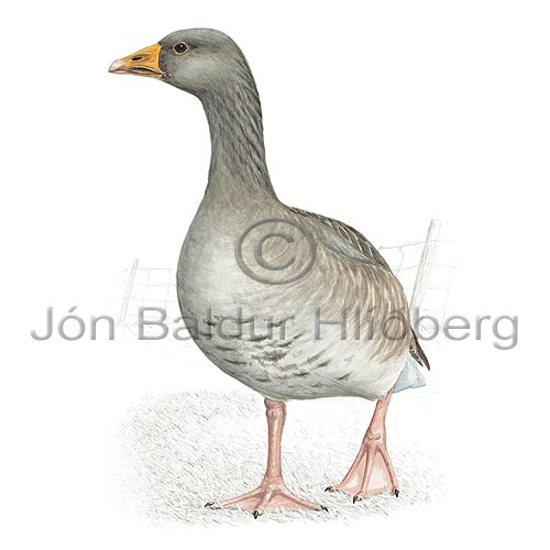 Grey-lag Goose - Anser anser - ducksandallies - Anatidae