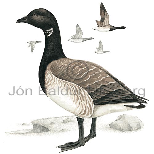 Brent Goose  Brant - Branta bernicla - ducksandallies - Anatidae