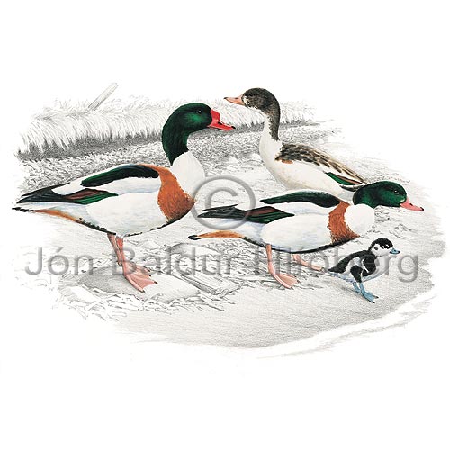 Shelduck - Tadorna tadorna - ducksandallies - Anatidae