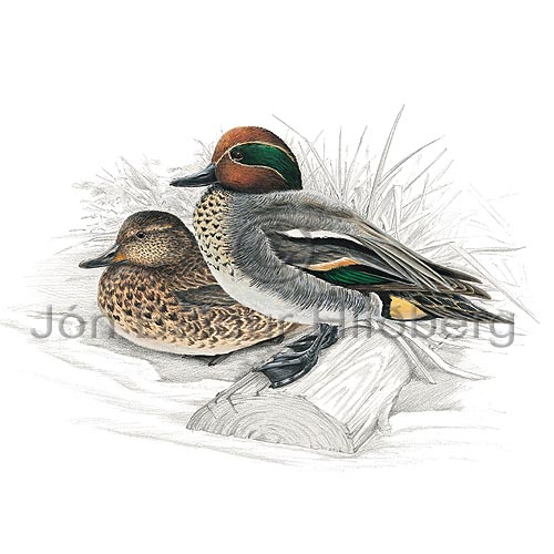 Teal Green-winged Teal - Anas creeca - ducksandallies - Anatidae
