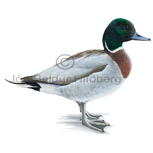 Mallard X Pintail - Anas plathyrhyncos X Anas acuta - ducksandallies - Anatidae