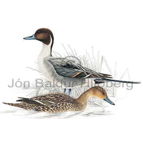 Pintail - Anas acuta - ducksandallies - Anatidae