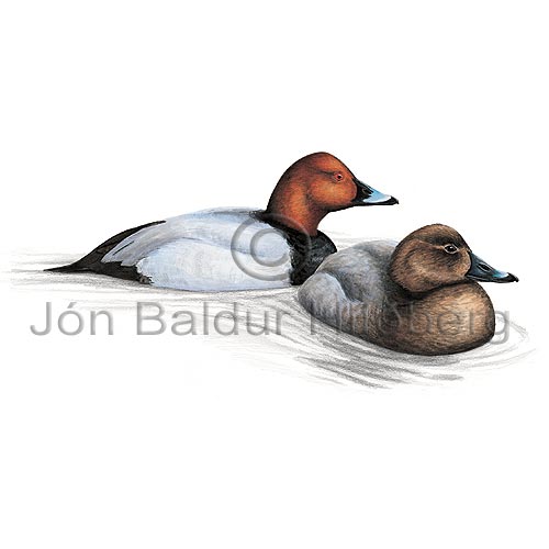 Pochard - Aythya ferina - ducksandallies - Anatidae