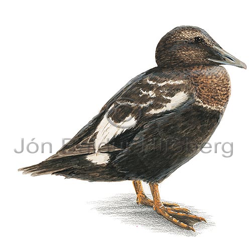 Common Eider - Somateria mollissima - ducksandallies - Anatidae