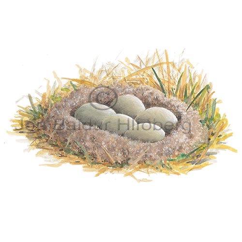 Common Eider - Somateria mollissima - ducksandallies - Anatidae