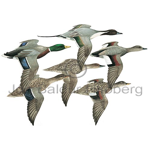 Endur  flugi - Anatidae - andaaett - Andatt