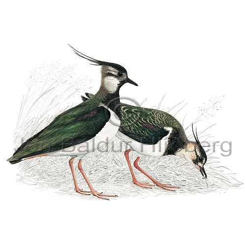 Lapwing - Vanellus vanellus - Waders - Charadriidae