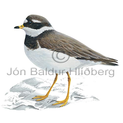 Ringed Plover - Charadrius hiaticula - Waders - Charadriidae