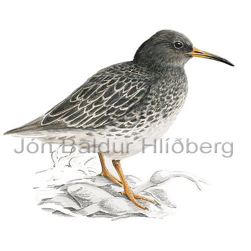 Purple Sandpiper - Calidris maritima - Waders - Scolopacidae