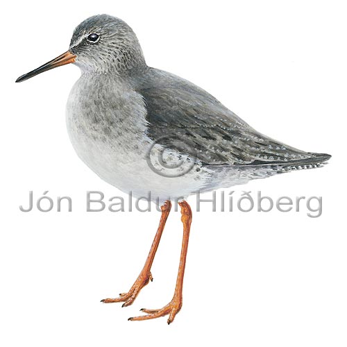 Redshank - Tringa totanus - Waders - Scolopacidae