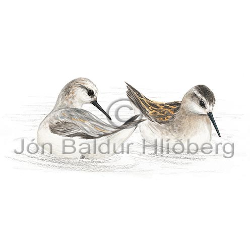 Red-necked Phalarope Northern Phalarope - Phalaropus lobatus - Waders - Scolopacidae