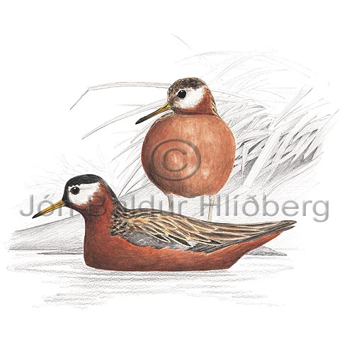 Grey Phalarope Red Phalarope - Phalaropus fulicarius - Waders - Scolopacidae