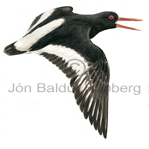 Oystercatcher European Oystercatcher - Haematopus ostralegus - Waders - Haematopodidae