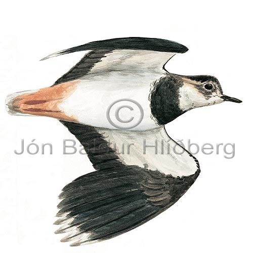 Lapwing - Vanellus vanellus - Waders - Charadriidae