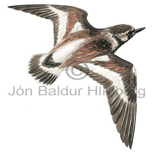 Turnstone Ruddy Turnstone - Arenaria interpres - Waders - Scolopacidae