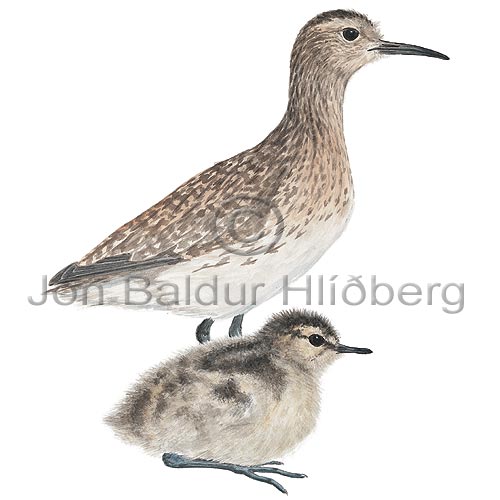 Whimbrel - Numenius phaeopus - Waders - Scolopacidae