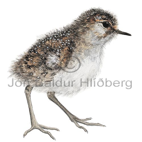 Purple Sandpiper - Calidris maritima - Waders - Scolopacidae