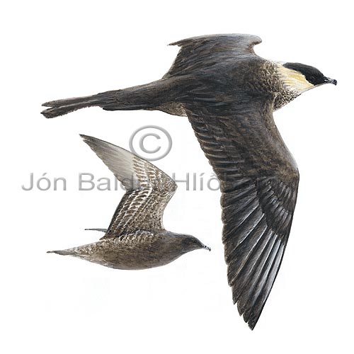 Pomarine Skua Pomarine Jaeger - Stercorarius pomarinus - Gulls - Stercorariidae