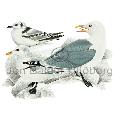 Kittiwake Black-legged Kittiwake - Rissa tridactyla - Gulls - Laridae