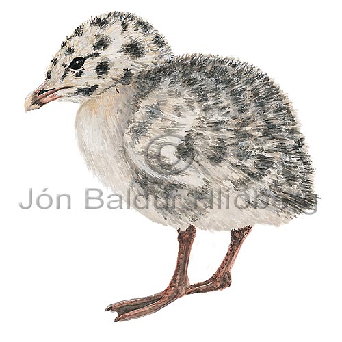 Glaucous Gull - Larus hyperboreus - Gulls - Laridae