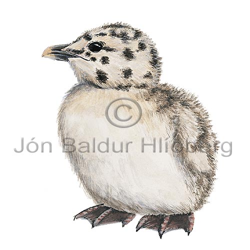 Herring Gull - Larus argentatus - Gulls - Laridae