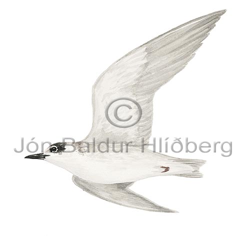 Black Tern - Chlidonias niger - Gulls - Sternidae