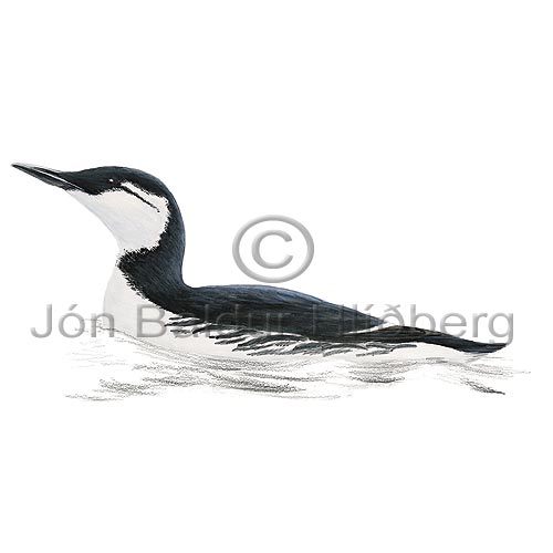 Common Guillemot  - Uria aalge - Alcids - Alcidae