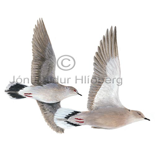 Collard Dove - Streptopelia decaocto - otherbirds - Columbidae