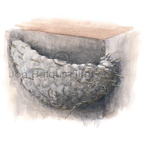  Barn Swallow - Hirundo rustic - Passerines - Hirundinidae