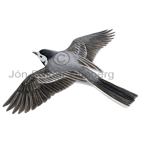 White Wagtail - Motacilla alba - Passerines - Motacillidae