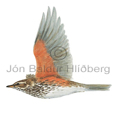 Redwing European Redwing - Turdus iliacus - Passerines - Turdidae