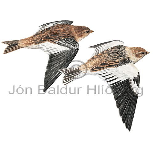 Snow Bunting - Plectrophenax nivalis - Passerines - Emberizidae