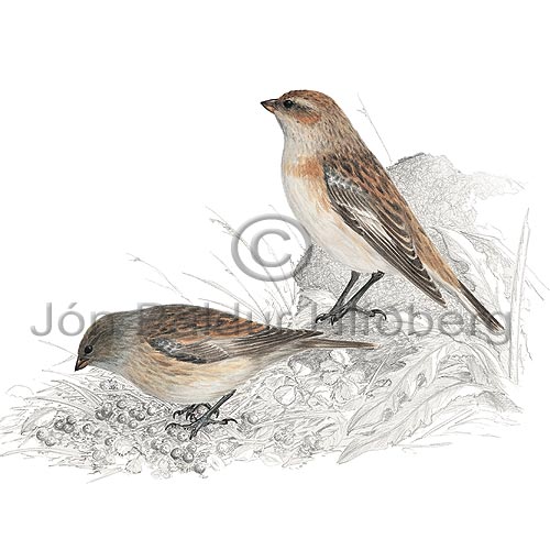 Snow Bunting - Plectrophenax nivalis - Passerines - Emberizidae