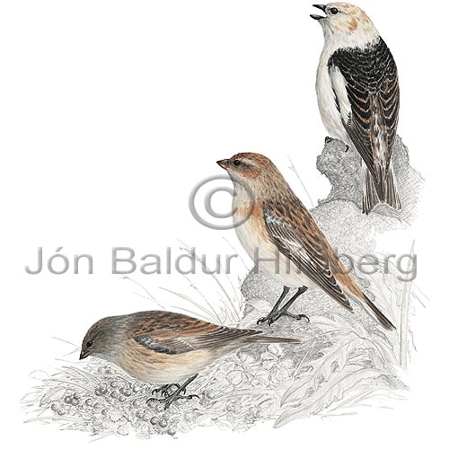Snow Bunting - Plectrophenax nivalis - Passerines - Emberizidae